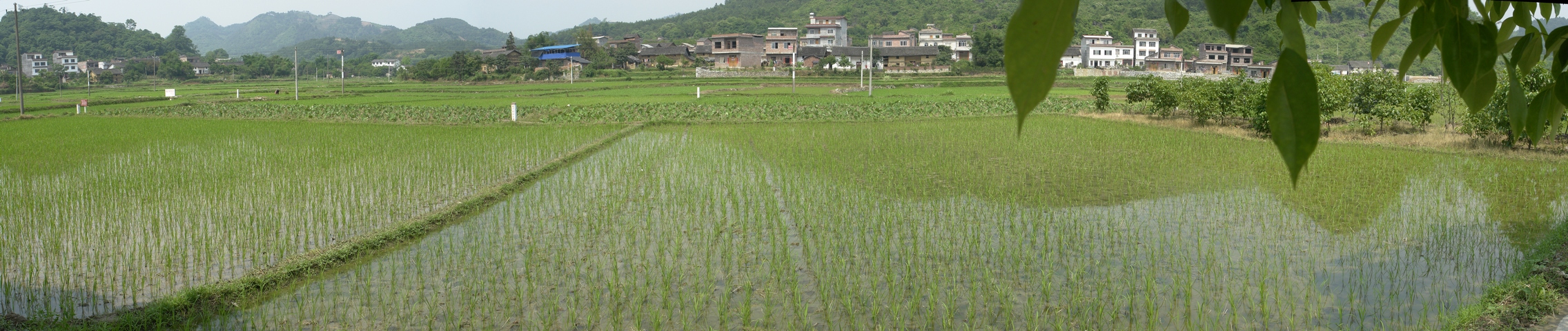Li River36.jpg - 4 images, Size: 11561 x 2443, FOV: 141.90 x 29.30, RMS: 3.48, Lens: Standard, Projection: Cylindrical, Color: LDR